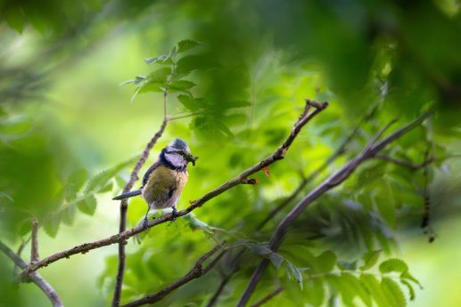 Wanna Sommerwald Vogel _ Mazke.jpg