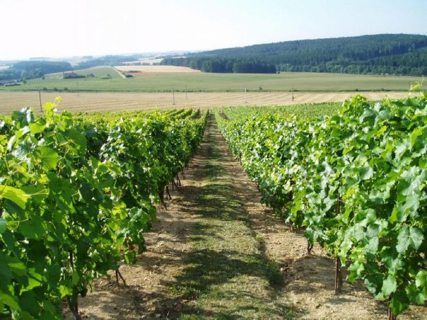 WINE System AG - Aus dieser schönen Weinwelt kommt der Gewinner-Wein..jpg