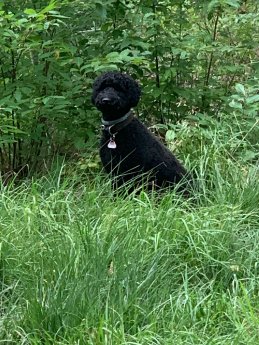 Dogsitting_3 ©CARAVANSEREI.jpeg