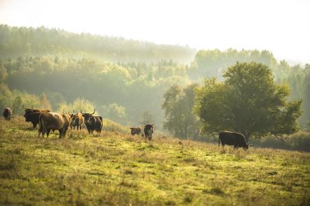 Auerochsen beweiden die ehemaligen Abbauflächen der Grube Leonie / Michael Sommer