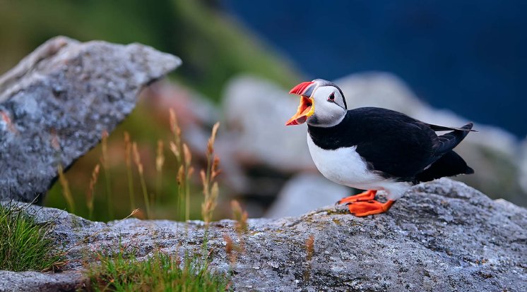 puffin-squawking-header.jpg