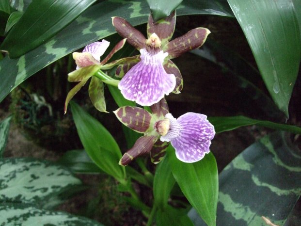 Orchideenbluete2012_01.jpg
