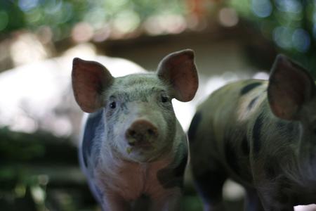 Rot-buntes Ferkel auf dem Angus-Hof, Foto: André Byszio