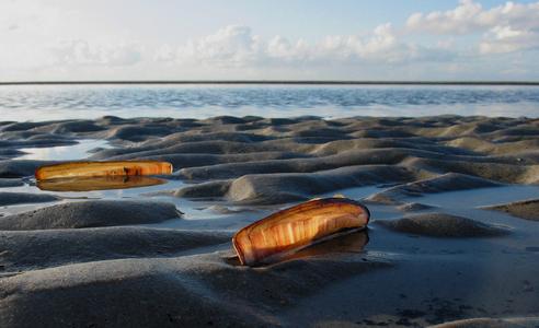 Muscheln im Gegenlicht / Wolfgang Straub