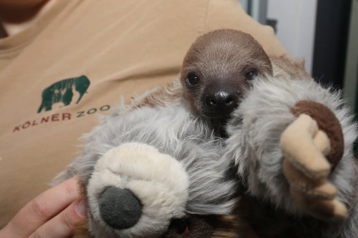 FaultierNZ Zoo Köln ASliwa12-25 IMG_7768.JPG