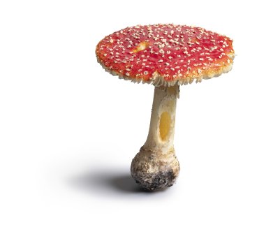 Gift Tödliche Gaben Museum Wiesbaden Fliegenpilz Foto Bernd Fickert.jpg