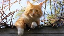 Allergien bei der Katze