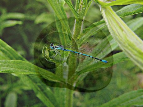 7.Juni2012 011 (3).jpg