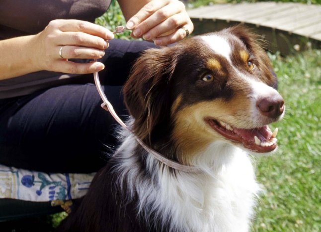 Hund mit Flohhalsband.jpg
