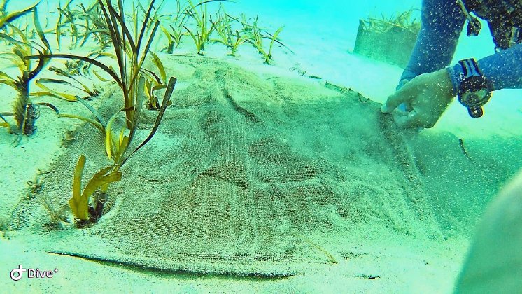 Renaturierung von Posidonia-Seegras in der Bucht von Stoupa-02.jpg