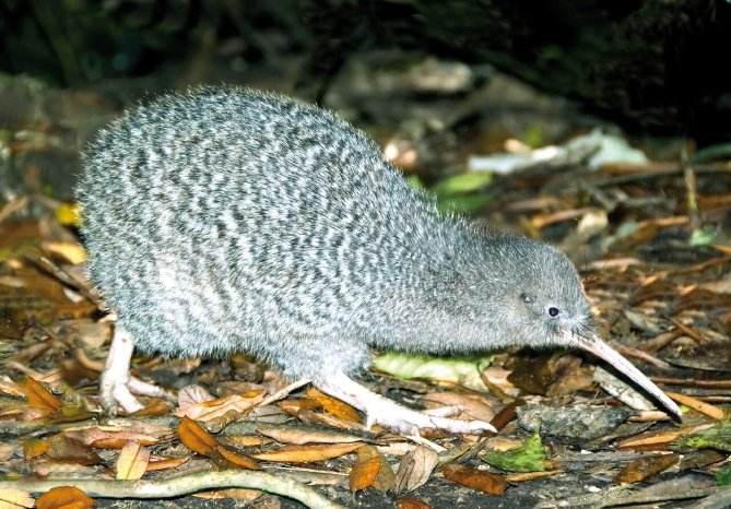 NEUSEELAND -Kiwi-Beobachtung auf Kapiti Island ┬⌐ Karawane.jpg