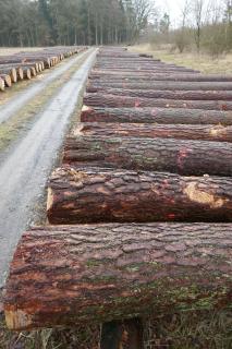 Hochwertiges Nadelholz sehr gefragt