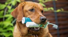 Hund mit emmi-PET Ultraschallzahnbürsten Set im Maul