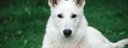 Weier-Schferhund-luft-frhlich-im-Park_1920x1920_520x500_a8f1124d-9a72-4240-98cc-2bf72fb27efe.webp