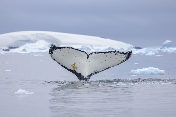 SwanHellenic Wal.jpg