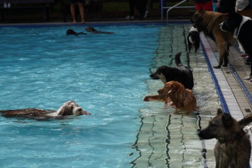 Hundebadetag (c) Nordseeheilbad Cuxhaven GmbH (2).JPG