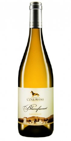 xanthurus - Italienischer Weinsommer - Eugenio Collavini Sauvignon Blancfumat Collio DOC 20.jpg