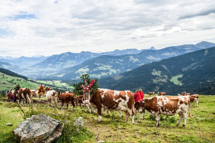 Almabtrieb Holzalm Niederau Wildschönau  2018  Kühe mit Berge FG TimeShot  (2).jpg