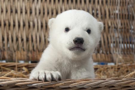 Eisbär