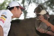 thumb-Kamui_Koala_Melbourne_Zoo.jpg