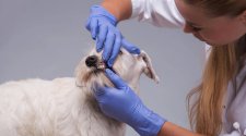 Zahnschmerzen bleiben bei Hunden oft lange unbemerkt – mit ernsten Folgen für Gesundheit und Wohlbefinden.