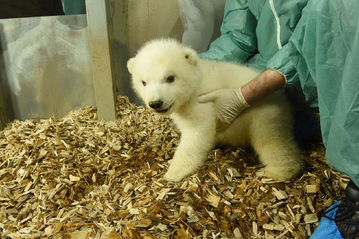 Ganz schoen gewachsen - Das Eisbaeren-Jungtier bei der Erst-Untersuchung - Foto Erlebnis-Zoo Han.jpg