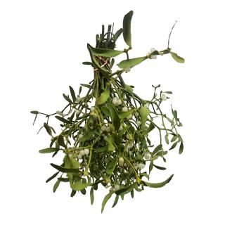 8 Misteln Mistelbund 30cm (1).jpg