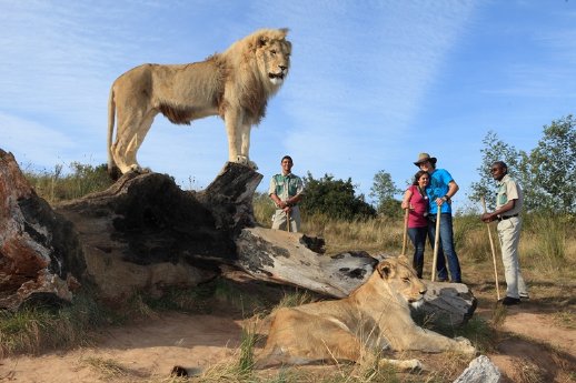 Conrad Pezula_Walking with lions.jpg