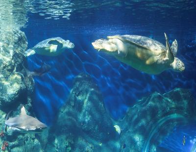 Grüne Meeresschildkröten / SEA LIFE Konstanz