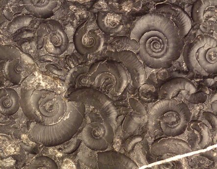 Türkei_Ammoniten_Natur.jpg