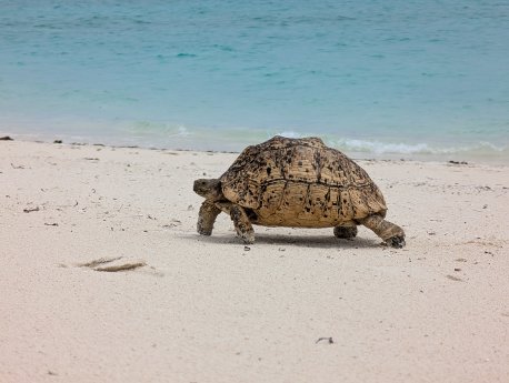 Fanjove-Island-Schildkröte-Tansania.jpg