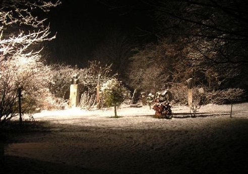 Birkenried im Schnee.JPG
