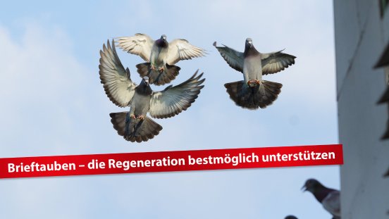 header-brieftauben-regeneration-2048x1152.jpg