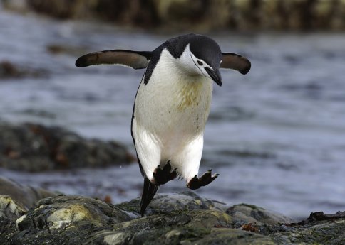 CapeLookout_Hapag Lloyd Kreuzfahrten.jpg