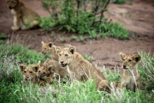 lion_cubs.jpg