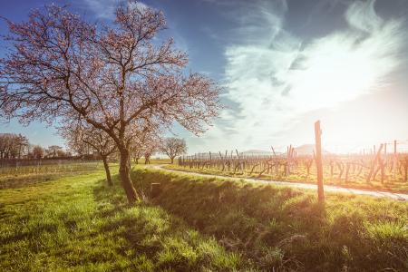 Mandelblüte beim Geilweilerhof / Siebeldingen