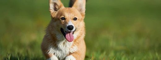Welsh-Corgi-frhlich-im-Gras-spielend_1920x1920_520x500_4f6a5a61-2202-476b-905c-ae4f386424b3.webp