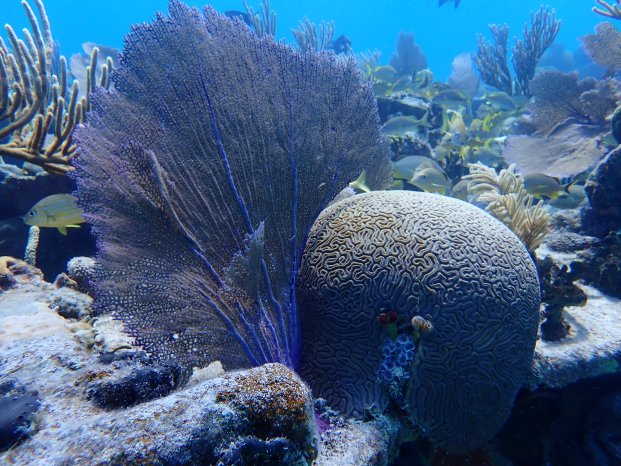 Healthy stony coral.JPG