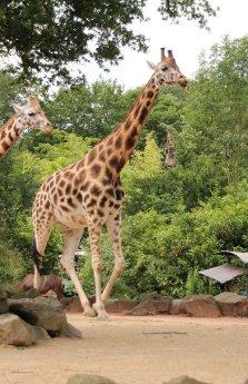 Giraffenweibchen Shahni - Foto Erlebnis-Zoo Hannover.jpg