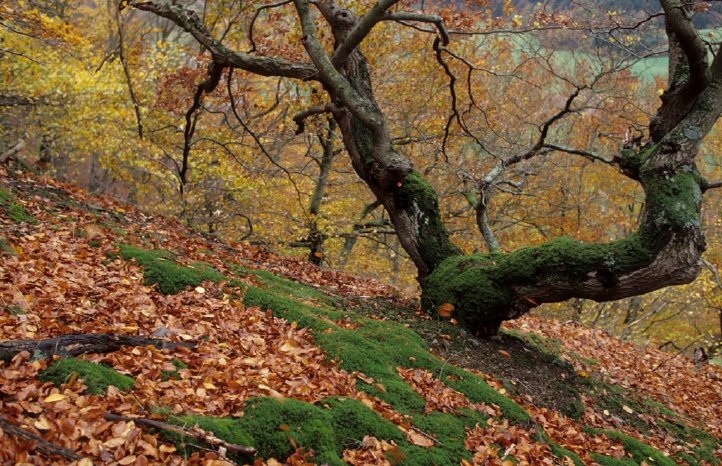 Skurrile Baumformen im Herbstkleid.JPG