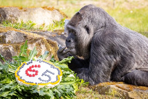 Gorilla Fatou mit Geburtstagstorte_Zoo Berlin_2022 (1).jpg