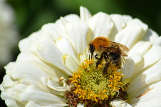 Biene_auf_einer_Blume_im_Kurpark__c__BBM_Nina_Lüdemann__2_.jpg