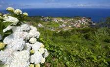 Die Azoren: ein Paradies für wild wachsende Hortensien