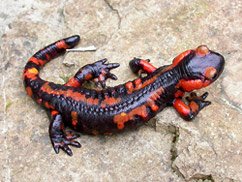 salamandra_salamandra[1].jpg