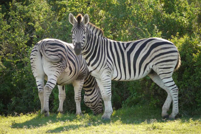 Zebras_Suedafrika_KarawaneReisen_BFS.jpg