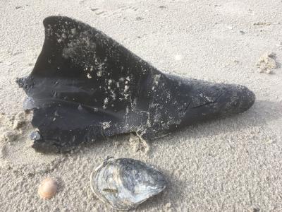 Ein bizzarer Fund: Nur die abgetrennte Finne eines Schweinswals wurde im Spülsaum an südlichen Strand auf Föhr gefunden. Der Biologe und Kegelrobbenexperte Abbo van Neer vom ITAW Büsum konnte das Rätsel lösen: Kegelrobben fressen kleinere Schweinswale und seit Zunahme der Kegelrobbenpopulation an unserer Küste gibt es auch immer mehr Schweinswaltotfunde, die eindeutig Tötung und Fraßspuren durch die großen Kegelrobben zeigen.