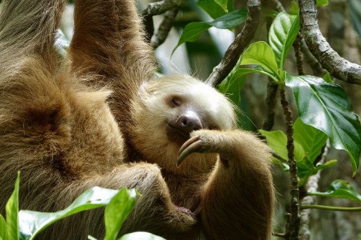 Bilder Costa Rica © Andreas Mayr (9).JPG