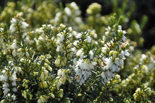 Erica carnea 'Märzenschnee'.JPG