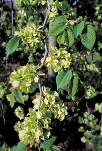 Querbeet Ulmus glabra Pendula mittel