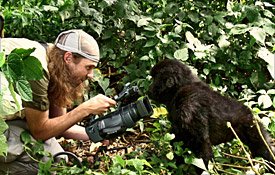 Vom Aussterben bedroht Berggorillas im Kongo  Der Filmer Matto Barfuss ist ihnen ganz nahe gekommen.